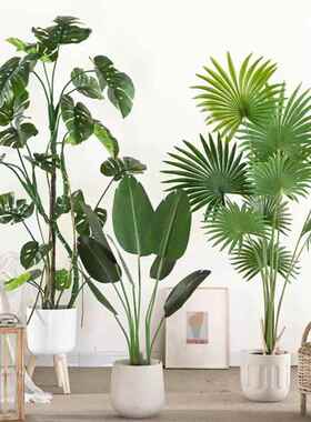 背现货仿植真物龟竹盆栽 真树室AL674321内外橱窗造景装仿饰摆件
