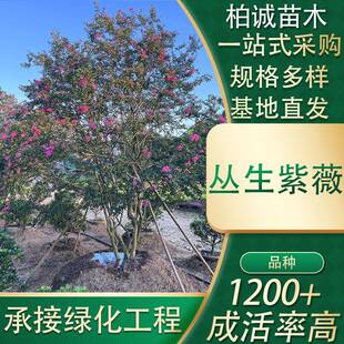 湖南基地 园林公园别墅观赏树多杆百日红多规格丛生紫薇 现货