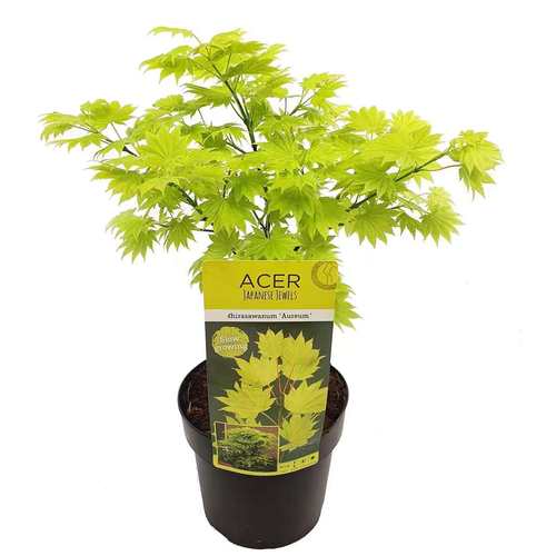 金隐枫树  Acer Shirasawanum ‘Aureum’  团扇枫树庭院观叶阳台