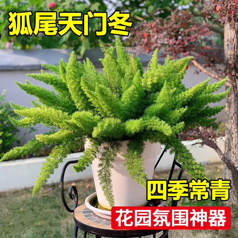 狐尾天门冬盆栽大全庭院阳台花卉植物四季常青易养活室内驱蚊绿植