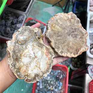 厂家天然原石木化石切片生物化石家居办公摆件水晶工艺品