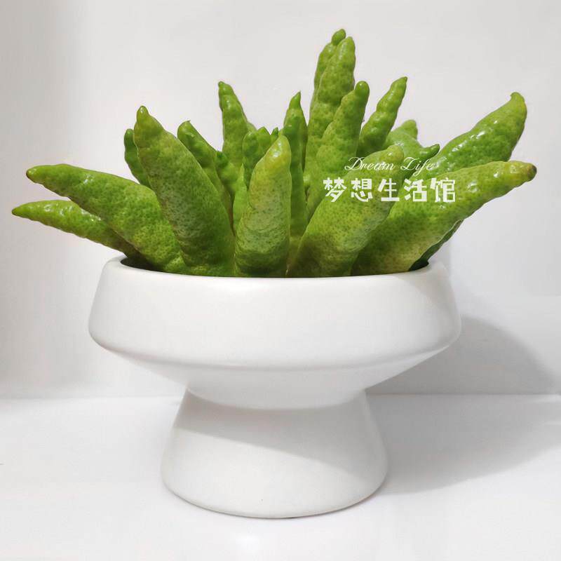 佛手柑托盘水培陶瓷简约养佛手的花瓶器皿摆放盘花器放佛手盆栽