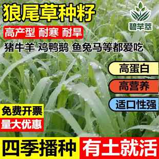进口杂交狼尾草种子四季高产型耐寒牧草草籽畜牧养殖猪牛羊鸡鸭鹅