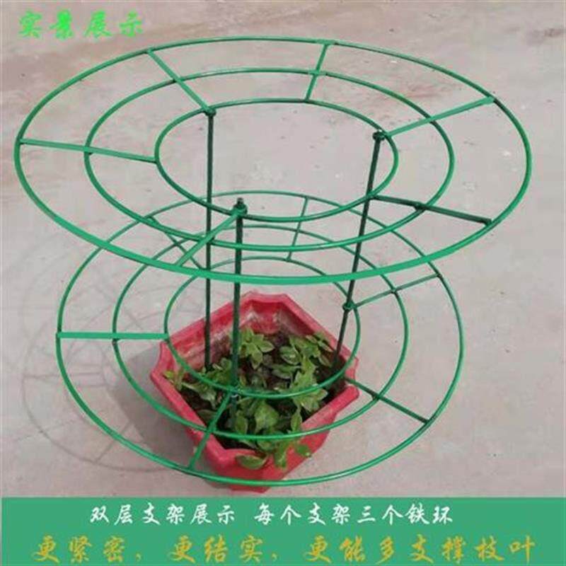 蟹爪兰专用造型支架蟹爪莲火龙果固定嫁接金属花卉伞形园艺花架.