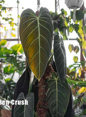 黑金牡蛎蔓绿绒philodendron Melanochrysum热带雨林盆栽 植迷者