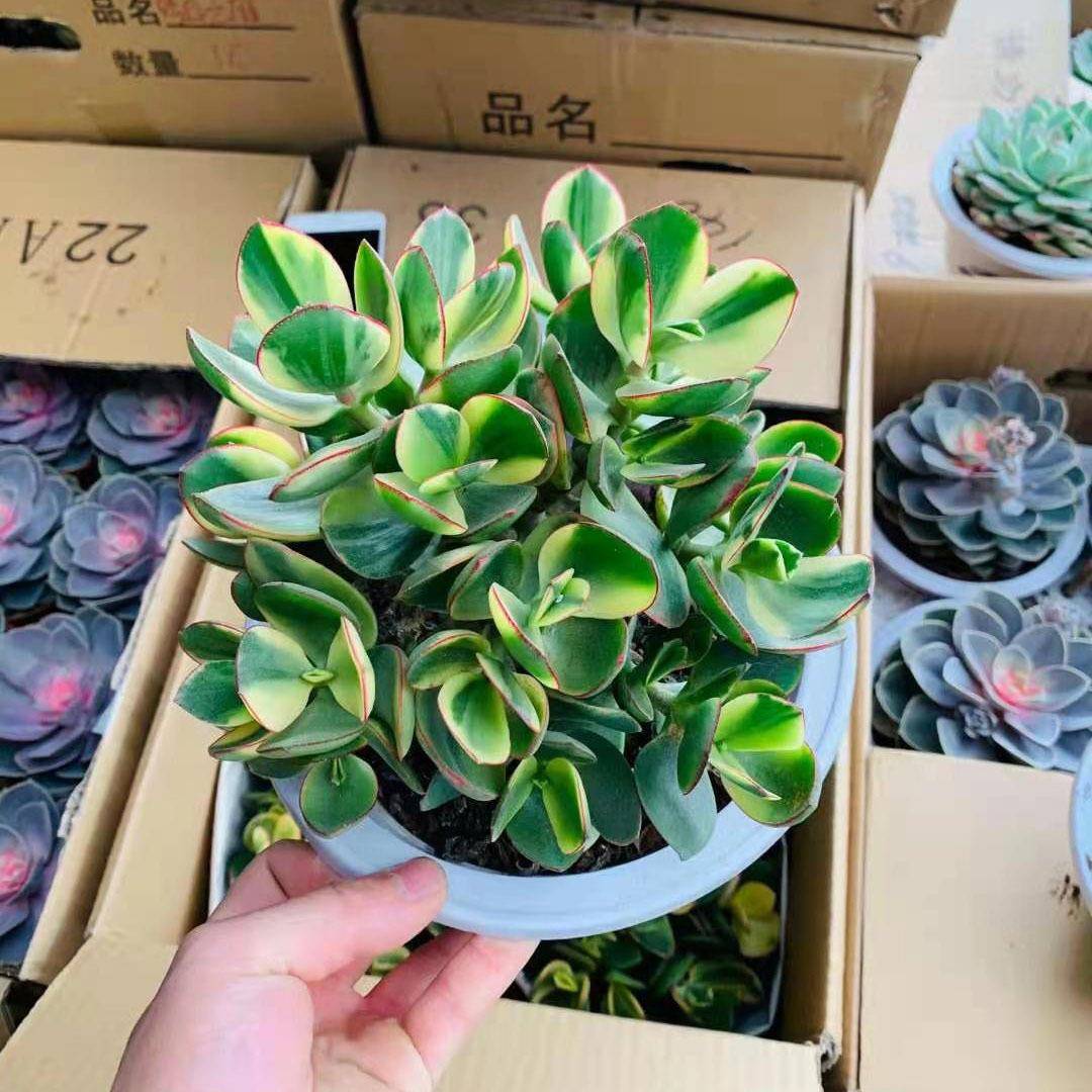 【基地直供】小盆栽仙人球室内多肉植物 居家植物 240#落日之雁