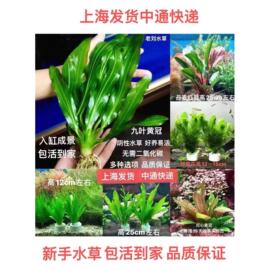 大叶九冠鱼缸造景植物淡水，增氧净水阴性，好养底座绿菊阴性观赏水草