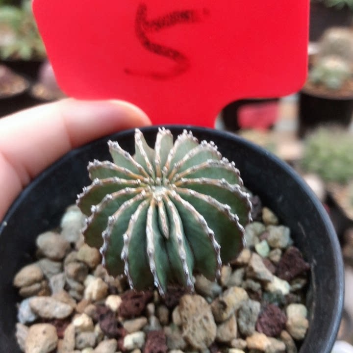 精品仙人球直播 实生薄叶花笼