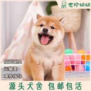 柴犬纯种幼犬双血统正宗豆柴黑白赤色柴犬真狗小狗幼崽宠物狗看家