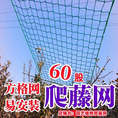 园艺爬藤攀爬方格网葡萄丝瓜瓜藤搭架网