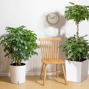 懒人花盆发财树落地阳台塑料天堂鸟自动吸水盆现代客厅大花盆