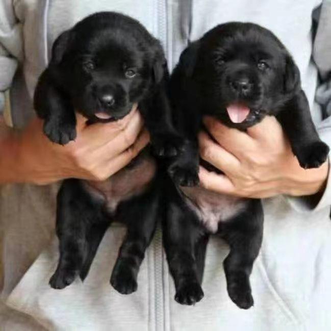 狗狗活体中华田园犬小土狗