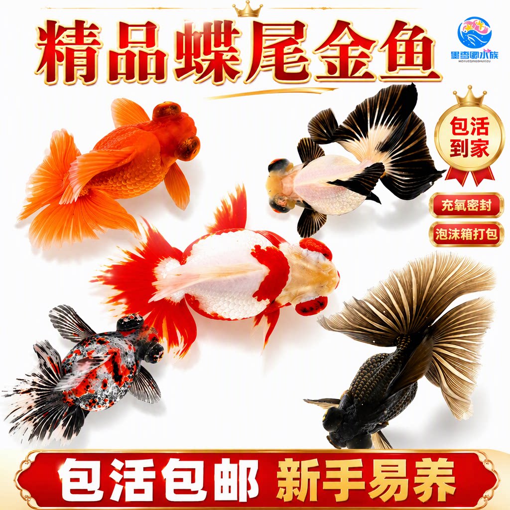 墨雪卿泰狮蝶尾兰寿草金鱼苗冷水观赏鱼小型淡水新手好养耐活包活图片