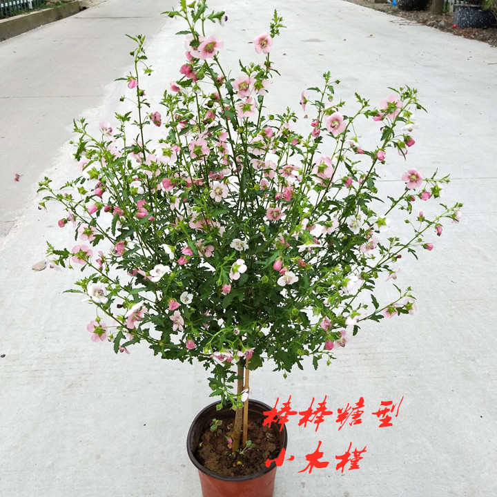 小木槿盆栽带花苞四季满天星耐寒阳台庭院花苗多年生观花花卉包邮