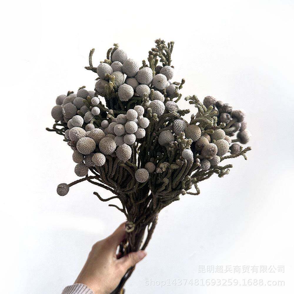 【南非银珊瑚果】银色珊瑚果干花高端花材
