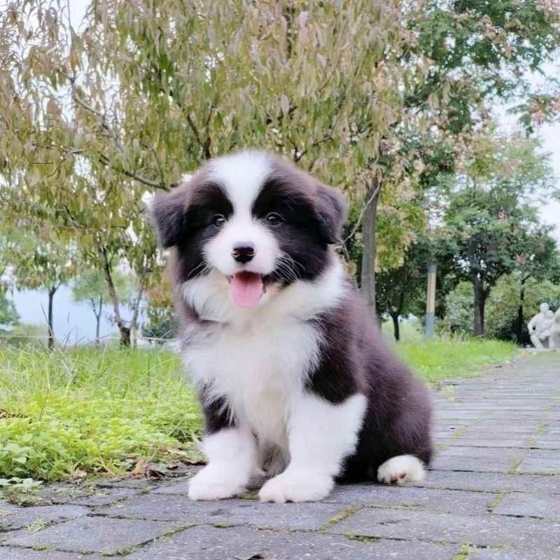 边牧幼犬幼宠陨石色小狗狗崽中型犬金边真狗犬宠物狗活体七白聪明