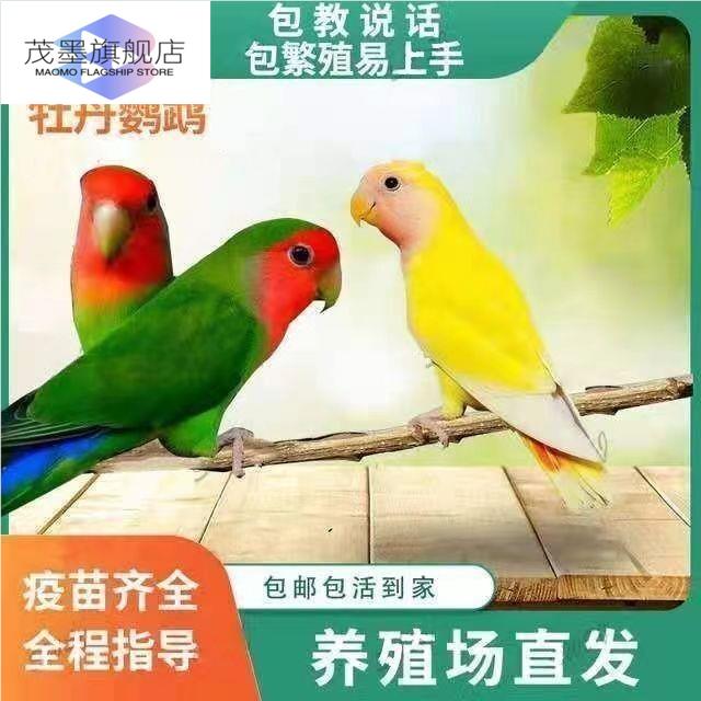鹦鹉活鸟一公一母牡丹幼鸟黄桃绿桃绿金蓝小鸟亲人会学说话的家养