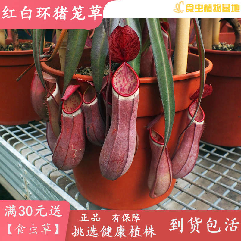 红白环猪笼草【食虫植物捕蝇草驱蚊草稀有特点高端趣味绿植盆栽】