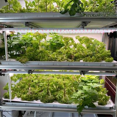 水盆培蔬菜种菜箱盆场农种植盘花系统架无土种植盆栽培多孔托盘