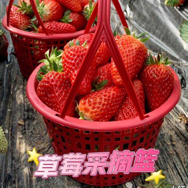 草莓采摘篮塑胶篮子0.8-5斤草莓框圆形手提篮镂空收纳红色超市