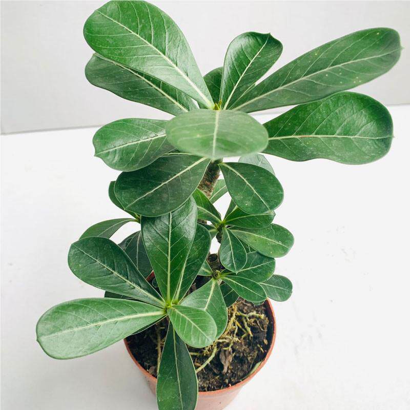 瓣沙漠玫瑰花盆栽老四季苗开花绿植物桩室内重阳other台小盆景易