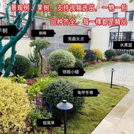 花镜绿植冬盆栽窗台阳台，庭院耐热观叶四季常青多年生好养花境植物