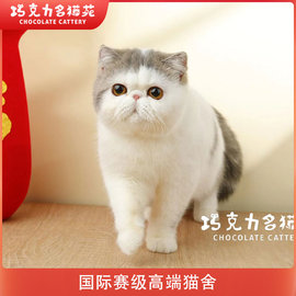 巧克力名猫苑高端血统加菲猫，小猫异国短毛猫，已驱虫疫苗