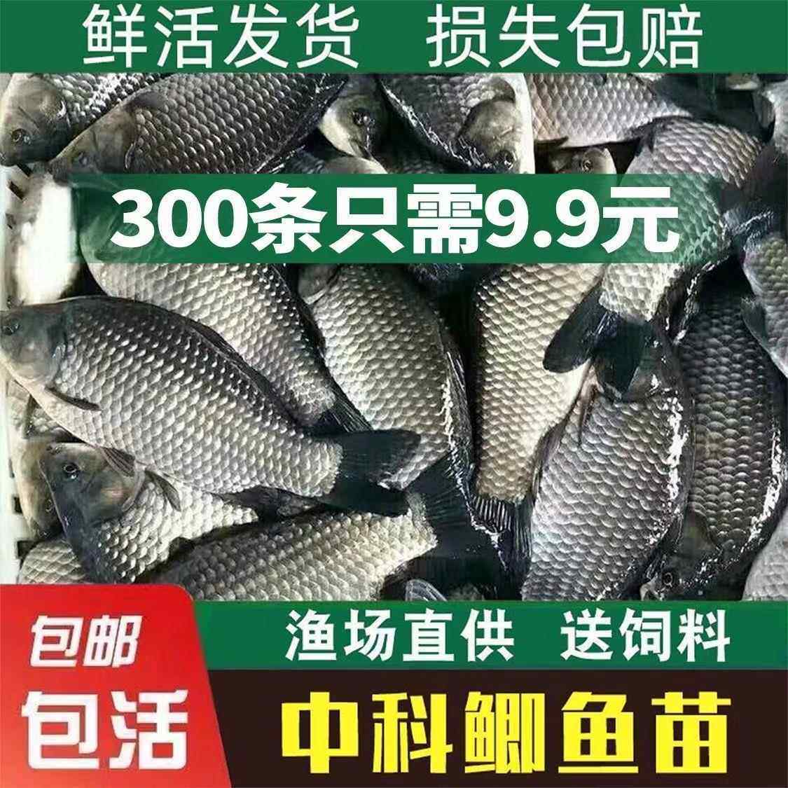 优质大品种鲫鱼苗中科5号工程鲫湘云鲫高背鲫鱼淡水养殖草鱼鲤鱼