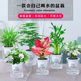 绿萝发财树吊兰多肉室内小绿植水培植物花卉盆栽虎皮兰吉利红文竹