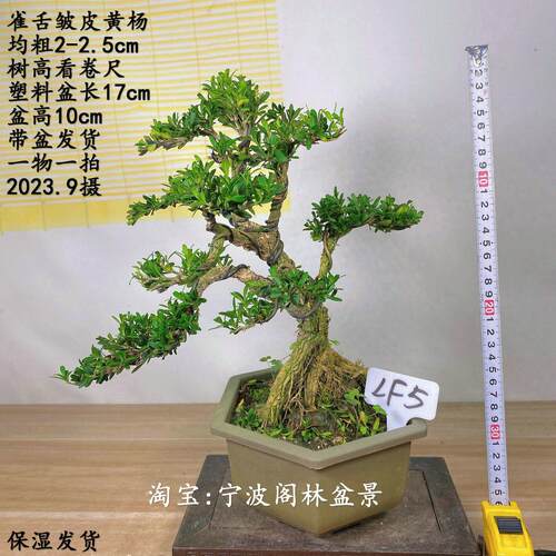 矮霸实生雀舌皱皮黄杨盆景盆栽植物绿植净化空气四季常青一物一拍