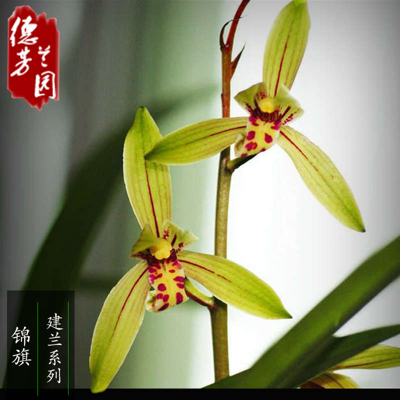 国兰/杂交兰/洋兰类