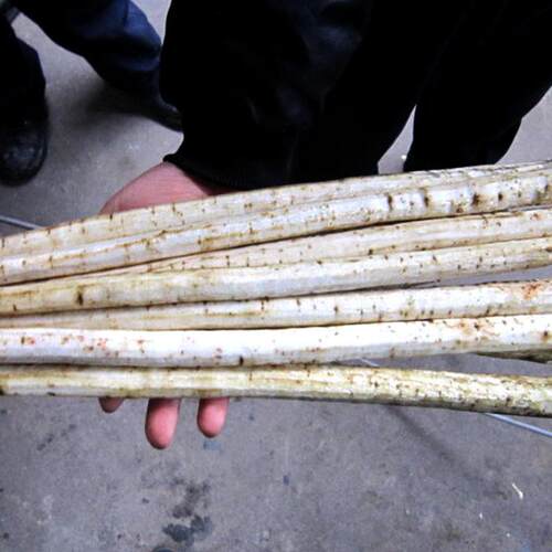 牛蒡毛辊清洗去皮机商用多功能喷淋式根茎类毛刷清洗去泥脱皮机器