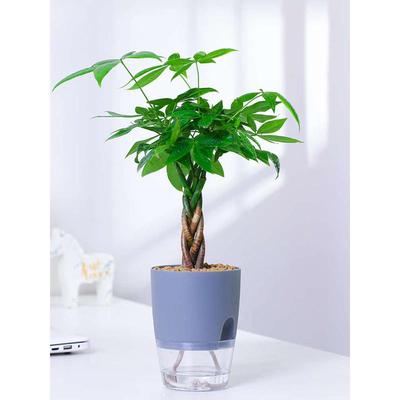 发财树盆栽植物招财小盆景好养易活绿植客厅办公室内桌面水培花卉