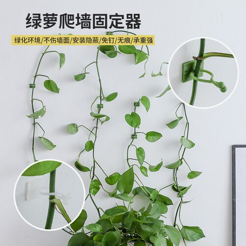 Wall-mounted clips for climbing plants like roses and green