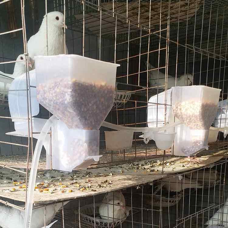 自动喂食器食槽半用具鸽具用品鸽子料器肉鸽养殖下自动鸽子笼种鸽