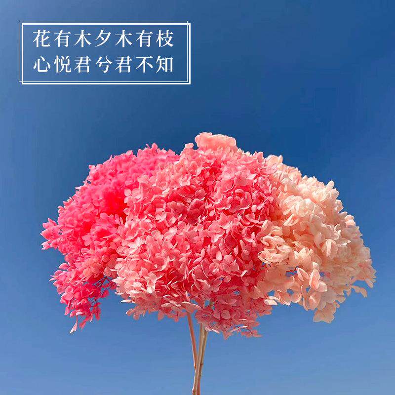 永生绣球花婚庆装饰安娜绣球干花家居插花花材摆件diy永生花束