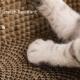 Board Scratch for Scratcher Nails nest Sharpen Scrap Cat