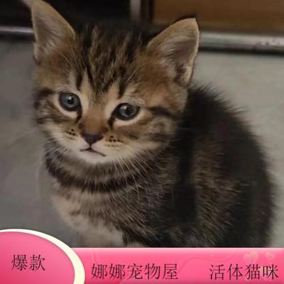 猫咪活物小猫活体中华田园猫宠物猫蓝白猫幼崽狸猫花猫奶牛猫橘猫