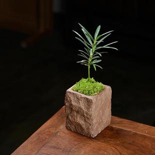 文竹海岛罗汉松指尖微型盆栽桌面观叶植物拇指盆景迷你绿植小树云