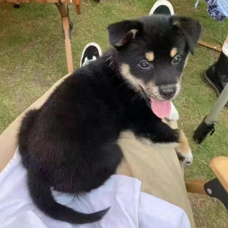 小狗活体中华田园犬小型幼犬家养串串土狗黄狗纯黑狗长毛白狗混血