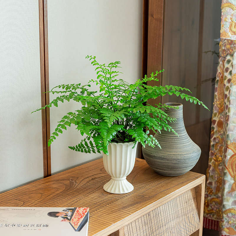 吉姆蕨苔藓球平安蕨盆栽室内桌面绿植客厅办公室蕨类水培植物好养