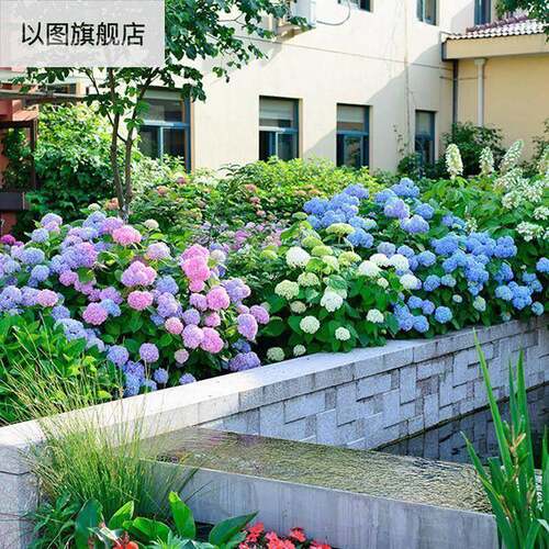新款17生95籽3花种无子尽夏绣花球四1955栽3季播种开多年卉内盆花