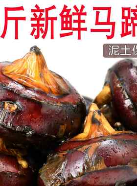 新鲜马蹄荸荠5斤 现挖特大果荸荠地梨地栗 应季当季水果时令整箱