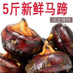 新鲜马蹄荸荠5斤 现挖特大果荸荠地梨地栗 应季当季水果时令整箱