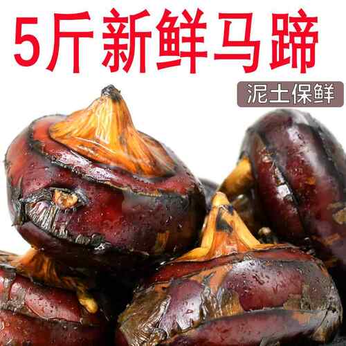 新鲜马蹄荸荠5斤 现挖特大果荸荠地梨地栗 应季当季水果时令整箱