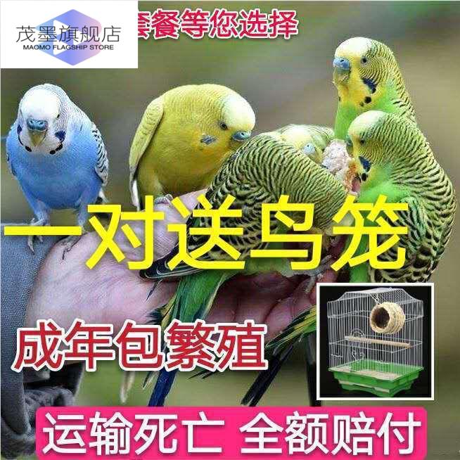鹦鹉活鸟一公一母宠物鸟虎皮云斑手养小鸟会说话玄凤幼鸟