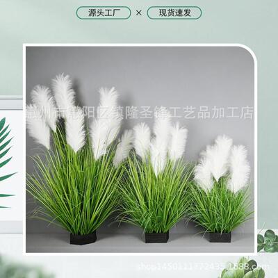 真芦苇草堆蒲苇草仿真绿植盆仿栽白色49749849芦景草苇室内造装饰