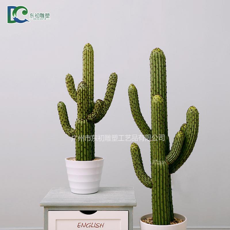 仙人球多肉植物组合仙人掌盆栽办公室桌面水培肉肉植物盆景