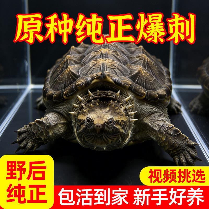 黑佛鳄龟爆刺鳄龟正宗纯佛凶猛野王后代幼苗活体鳄龟北美小鳄龟