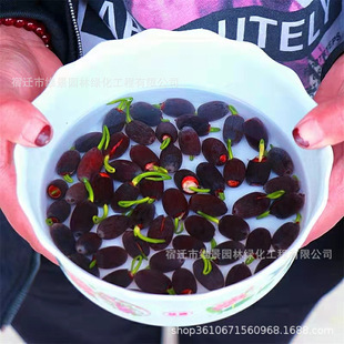 水培玻璃花瓶透明碗莲荷花铜钱草盆缸养睡莲的专用花盆鱼缸植物器